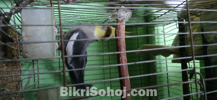 ককাটেল পাখি